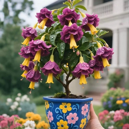 🌸 Double Fuchsia Plants – Elegant Cascading Blooms for Shade Gardens