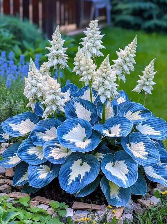🔥Last day of clearance sale🔥Rare and premium quality hosta seeds🌿Shade-tolerant plant
