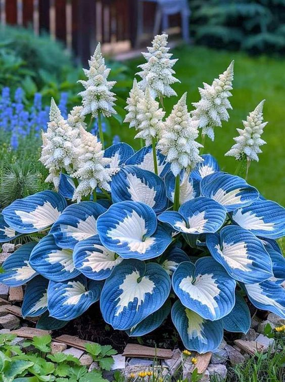 🔥Last day of clearance sale🔥Rare and premium quality hosta seeds🌿Shade-tolerant plant