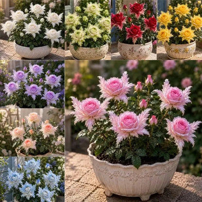 🌹🪽 Discover the Magic of Angel Wing Roses – Unique Petals, Endless Blooms