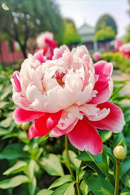 Black Beauty Peony Flower Seeds