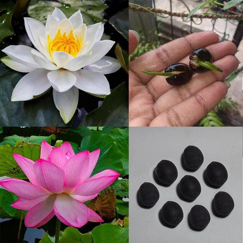 🌺The sacred lotus flower in bonsai🌺
