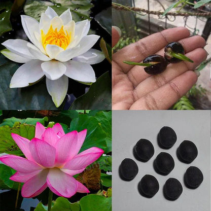 🌺The sacred lotus flower in bonsai🌺