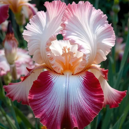 Rare Iris Bulbs 🌈🌑Cultivate a Rainbow in Your Garden✨