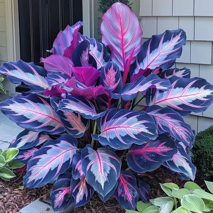 💚 ✨Premium Giant Tall Hosta Bulbs🔥Low-Maintenance, Shade-Loving & Comes Back Every Year
