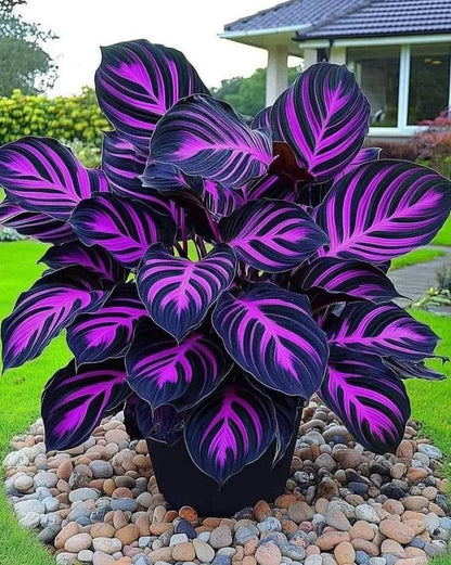 💚 ✨Premium Giant Tall Hosta Bulbs🔥Low-Maintenance, Shade-Loving & Comes Back Every Year