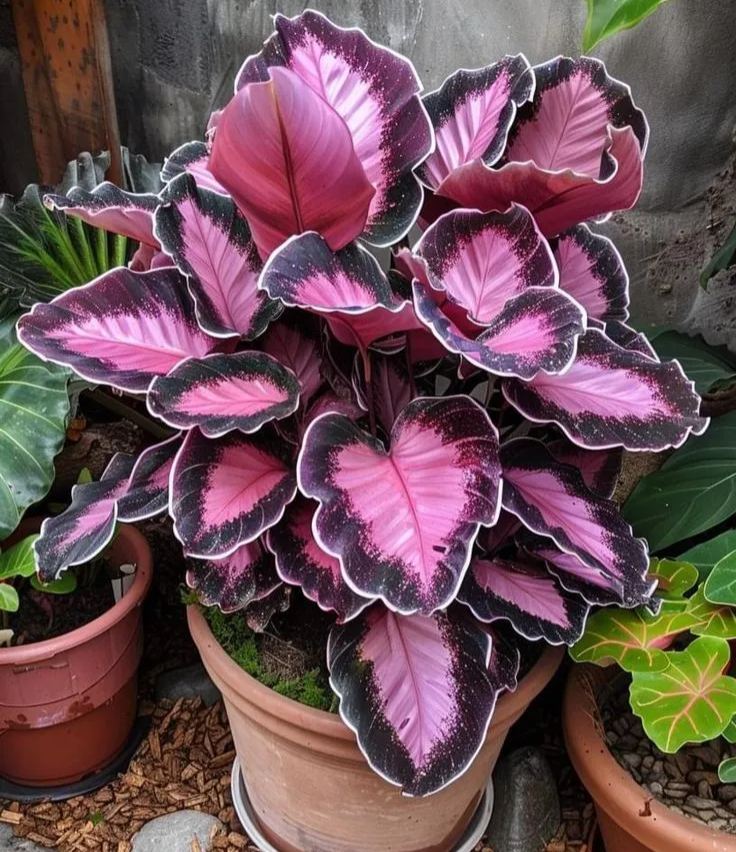 💚 ✨Premium Giant Tall Hosta Bulbs🔥Low-Maintenance, Shade-Loving & Comes Back Every Year