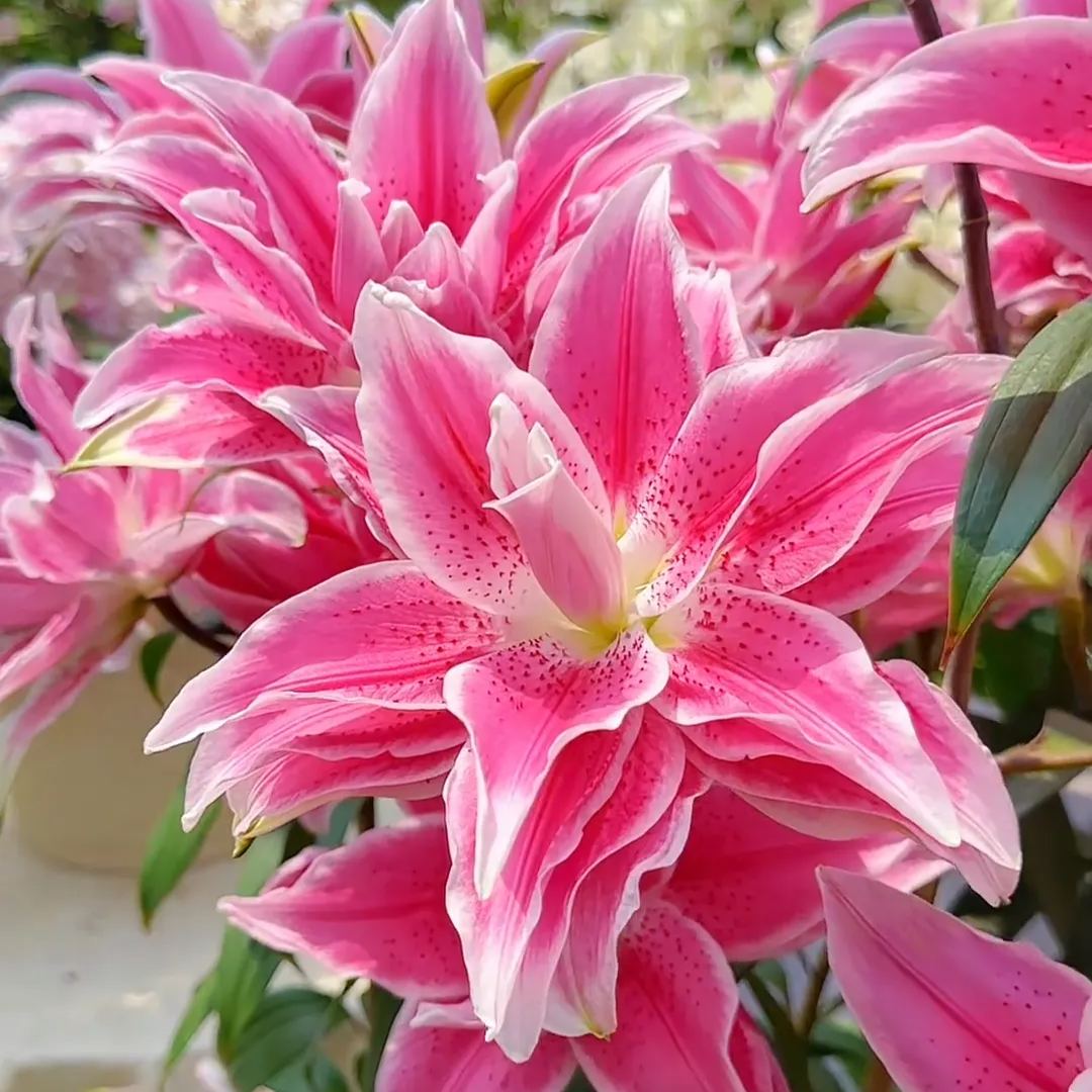 🌺🍷Double Perfume Lily Bulbs—Fresh and Sweet