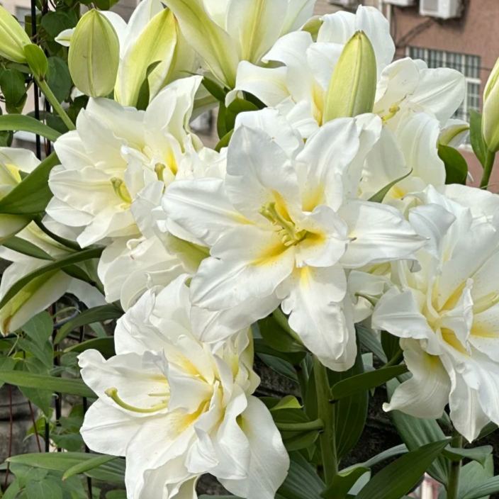 🌺🍷Double Perfume Lily Bulbs—Fresh and Sweet