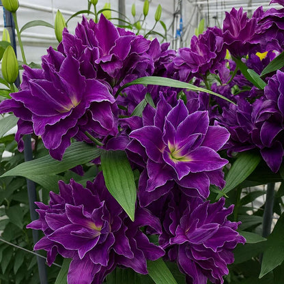 🌺🍷Double Perfume Lily Bulbs—Fresh and Sweet
