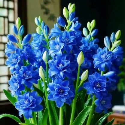 🌸 Double Fragrant Tuberose Bulbs — Let Every Evening Bloom With Sweet Scent ✨💫
