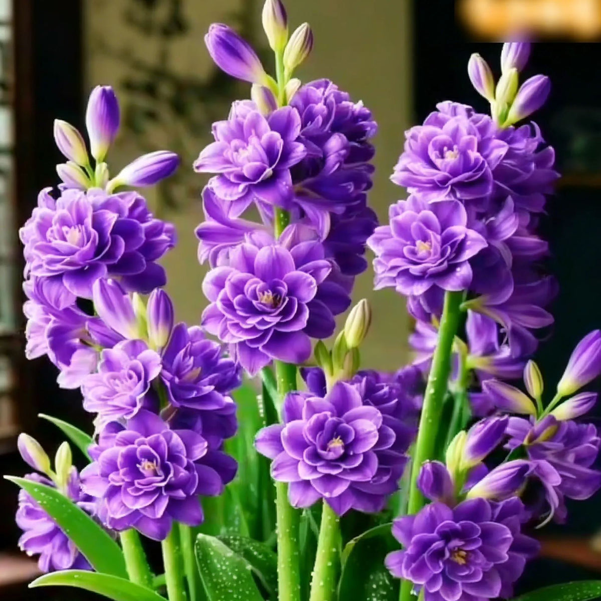 🌸 Double Fragrant Tuberose Bulbs — Let Every Evening Bloom With Sweet Scent ✨💫