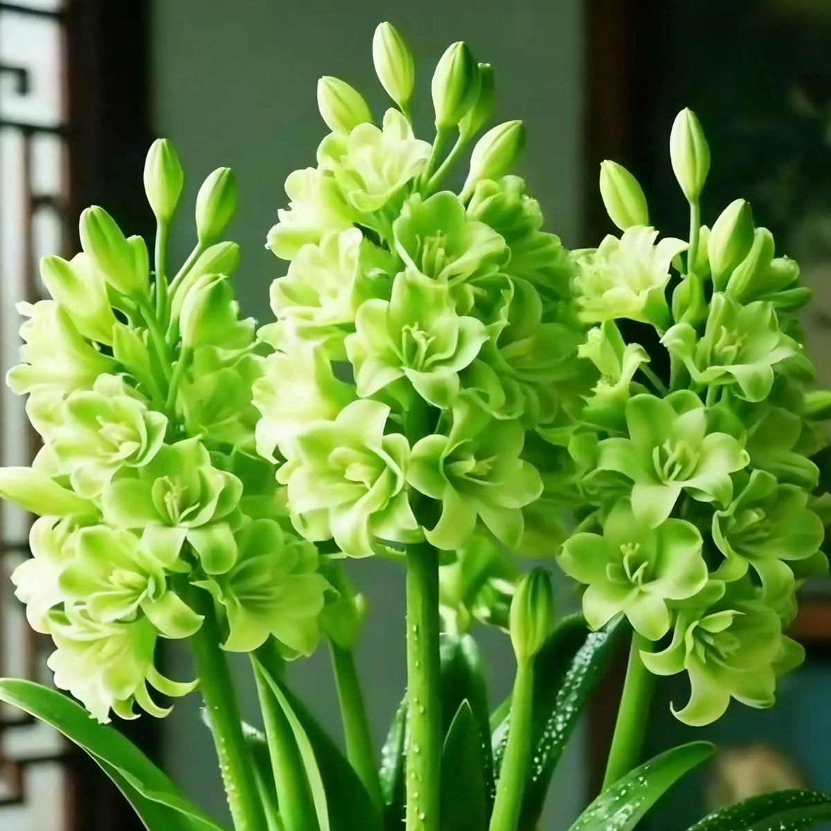 🌸 Double Fragrant Tuberose Bulbs — Let Every Evening Bloom With Sweet Scent ✨💫