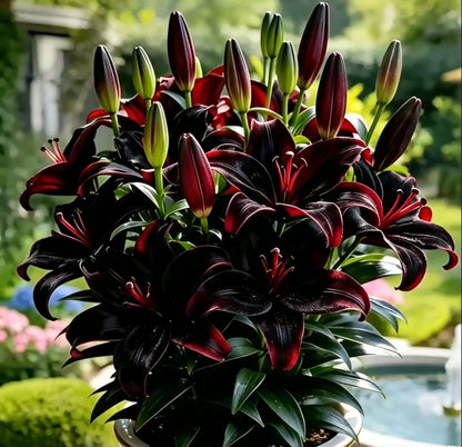 🔥Premium Lily Bulbs🌺Easy to Grow, Fast Blooming ✨ Perfect for Beginners