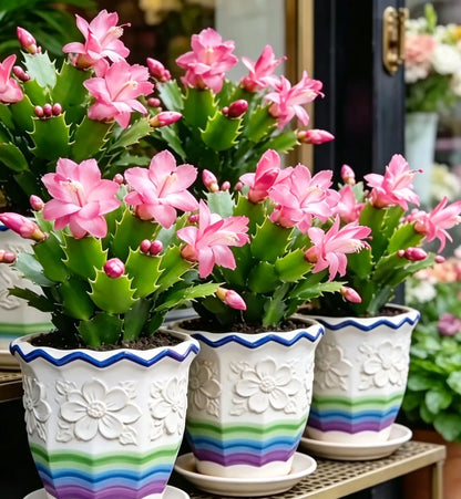 🦀Mix Colors Schlumbergera Bulbs– Easy Care Blooms in Every Shade, Even in Winter ❄️🌈