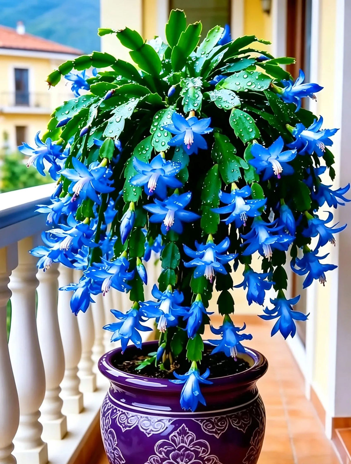 🦀Mix Colors Schlumbergera Bulbs– Easy Care Blooms in Every Shade, Even in Winter ❄️🌈