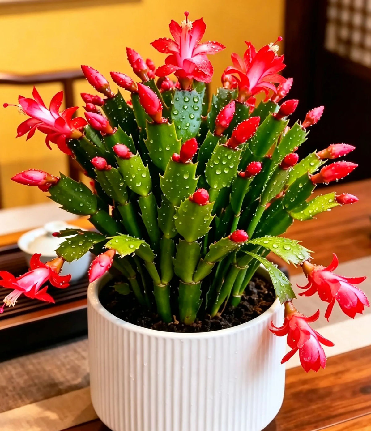 🦀Mix Colors Schlumbergera Bulbs– Easy Care Blooms in Every Shade, Even in Winter ❄️🌈