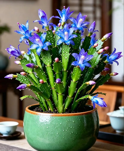 🦀Mix Colors Schlumbergera Bulbs– Easy Care Blooms in Every Shade, Even in Winter ❄️🌈