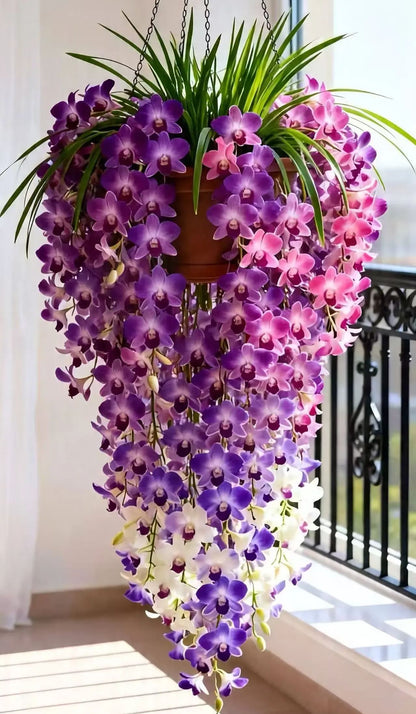 🔥 DON’T MISS THIS! 🌸 Grow Stunning Dendrobium Orchids at Home & Enjoy Beautiful Blooms Year After Year! 💜
