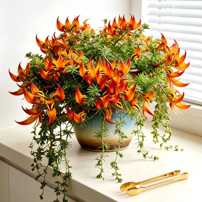 🪴🦜Parrotbeak spider plant 🔥 Blooms for up to 300 Days a Year!