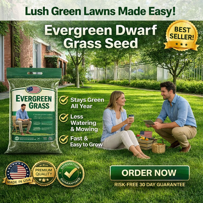 🔥Last Day Promotion 49% OFF🔥🌱2026 Evergreen Dwarf Grass Seed for Four Seasons