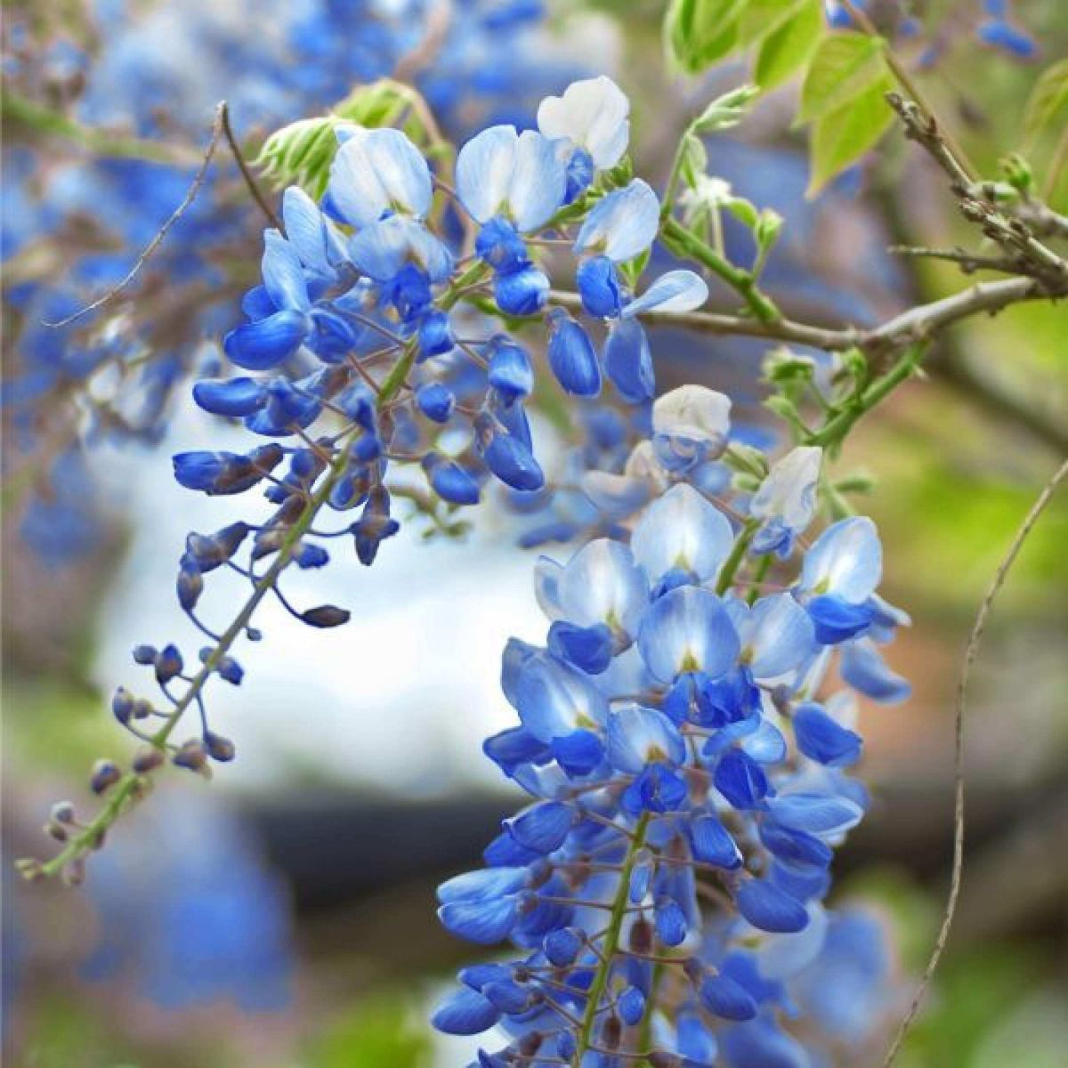 🔥LAST DAY 75% Off🌺The Queen Of Flowers—Wisteria Flower Seeds
