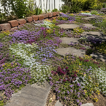 🌸✨ Creeping Thyme Seeds for a Stunning Multi-Color Ground Cover!  🌿Turn Your Garden into a Colorful Flower Carpet!🌺