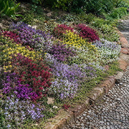 🌸✨ Creeping Thyme Seeds for a Stunning Multi-Color Ground Cover!  🌿Turn Your Garden into a Colorful Flower Carpet!🌺