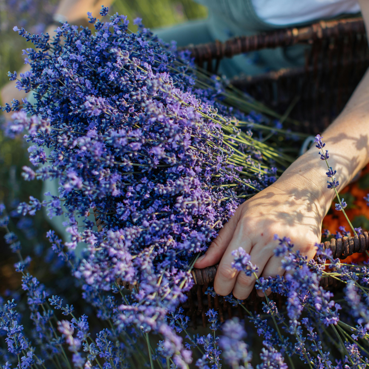 Lavender Seeds - Grow Your Own Lavender Garden(Easy, Hardy & Beginner-Friendly)