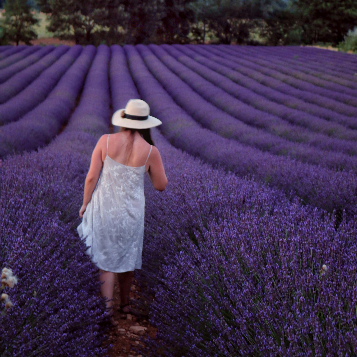 Lavender Seeds - Grow Your Own Lavender Garden(Easy, Hardy & Beginner-Friendly)