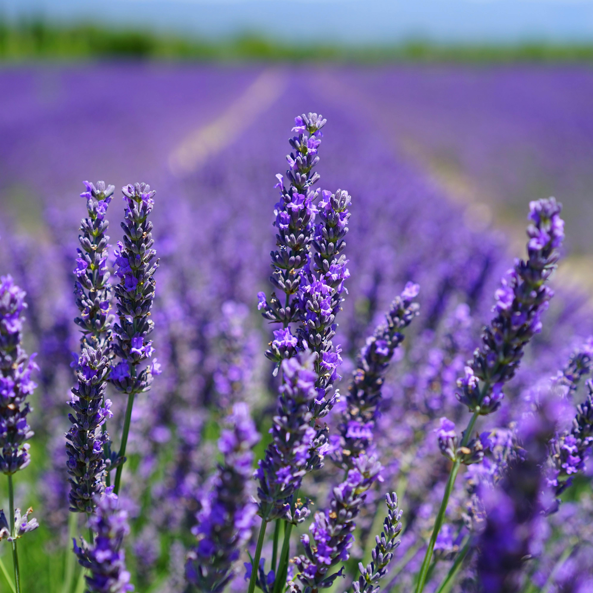 Lavender Seeds - Grow Your Own Lavender Garden(Easy, Hardy & Beginner-Friendly)