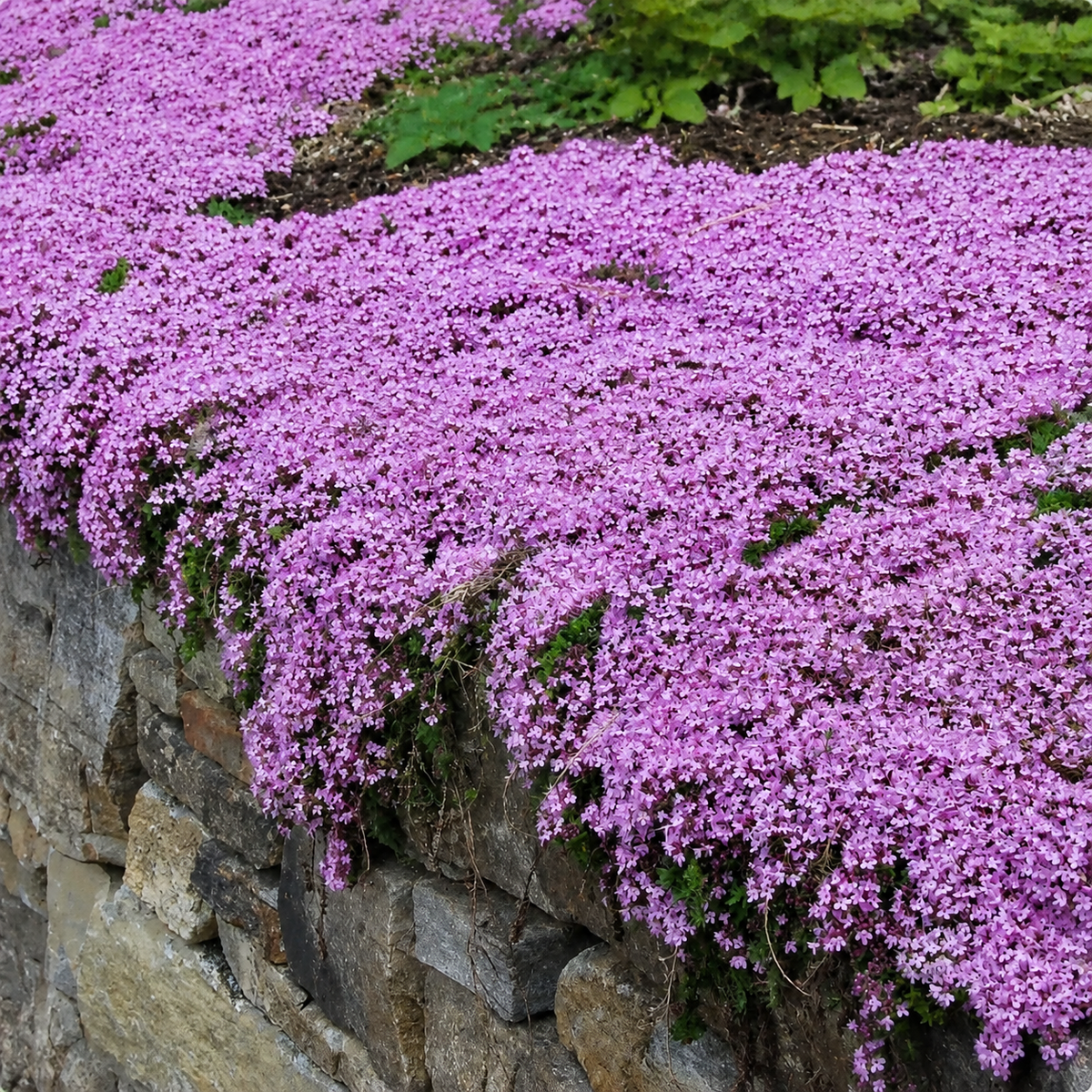 🌸✨ Creeping Thyme Seeds for a Stunning Multi-Color Ground Cover!  🌿Turn Your Garden into a Colorful Flower Carpet!🌺