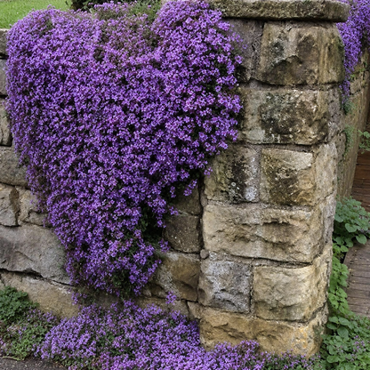 🌸✨ Creeping Thyme Seeds for a Stunning Multi-Color Ground Cover!  🌿Turn Your Garden into a Colorful Flower Carpet!🌺