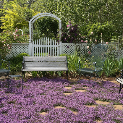 🌸✨ Creeping Thyme Seeds for a Stunning Multi-Color Ground Cover!  🌿Turn Your Garden into a Colorful Flower Carpet!🌺