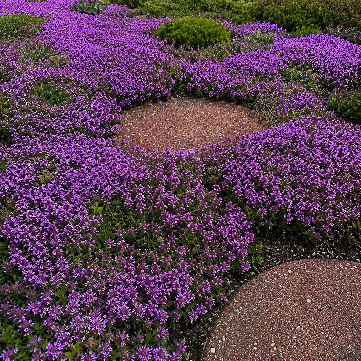 🌸✨ Creeping Thyme Seeds for a Stunning Multi-Color Ground Cover!  🌿Turn Your Garden into a Colorful Flower Carpet!🌺