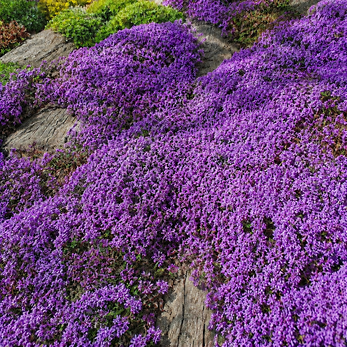 🌸✨ Creeping Thyme Seeds for a Stunning Multi-Color Ground Cover!  🌿Turn Your Garden into a Colorful Flower Carpet!🌺
