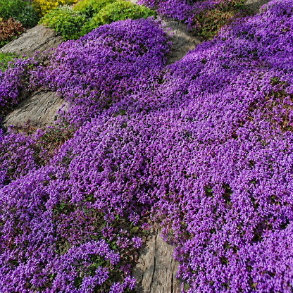 🌸✨ Creeping Thyme Seeds for a Stunning Multi-Color Ground Cover!  🌿Turn Your Garden into a Colorful Flower Carpet!🌺