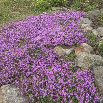 🌸✨ Creeping Thyme Seeds for a Stunning Multi-Color Ground Cover!  🌿Turn Your Garden into a Colorful Flower Carpet!🌺
