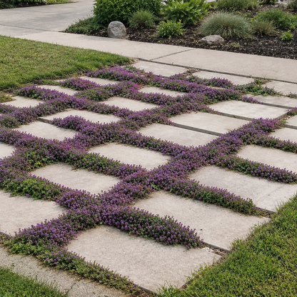 🌸✨ Creeping Thyme Seeds for a Stunning Multi-Color Ground Cover!  🌿Turn Your Garden into a Colorful Flower Carpet!🌺