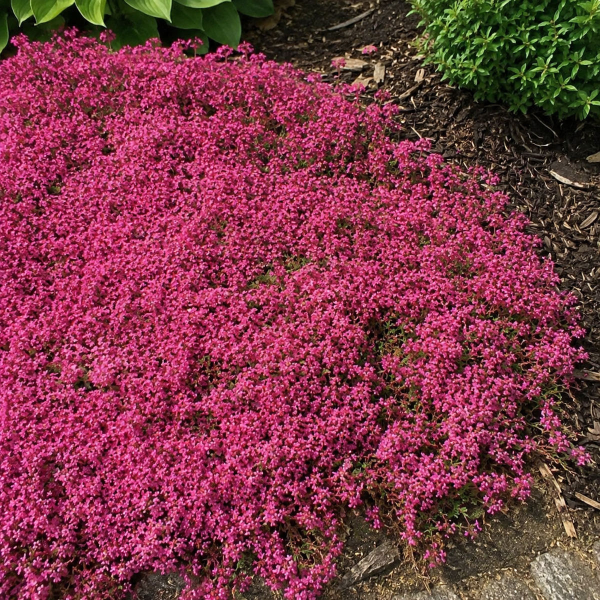 🌸✨ Creeping Thyme Seeds for a Stunning Multi-Color Ground Cover!  🌿Turn Your Garden into a Colorful Flower Carpet!🌺