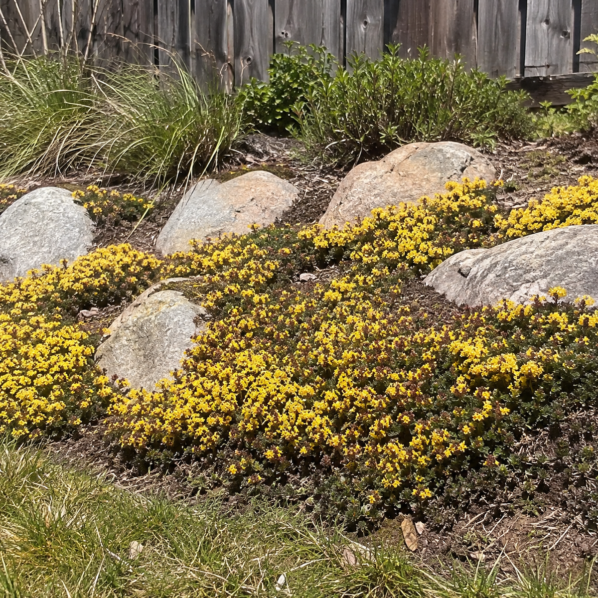 🌸✨ Creeping Thyme Seeds for a Stunning Multi-Color Ground Cover!  🌿Turn Your Garden into a Colorful Flower Carpet!🌺