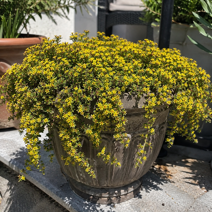 🌸✨ Creeping Thyme Seeds for a Stunning Multi-Color Ground Cover!  🌿Turn Your Garden into a Colorful Flower Carpet!🌺